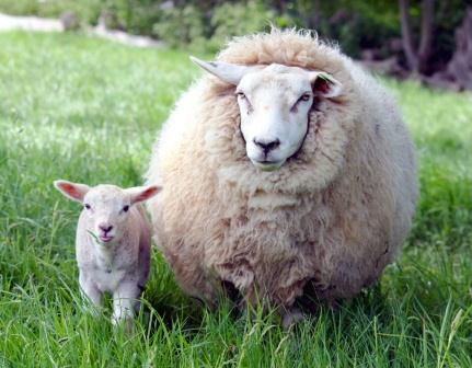 Купить одеяло из овечьей шерсти в Пензе